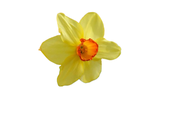 Daffodil
